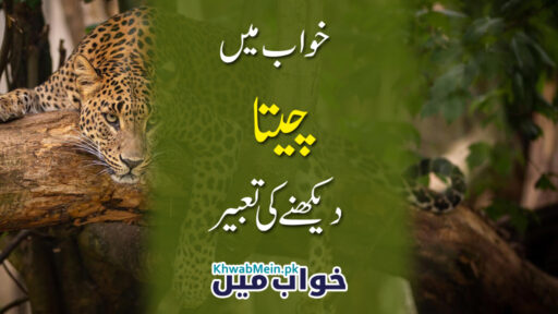 Cheeta
